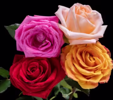 تاثیرگذارترین جملات ناب عاشقانه